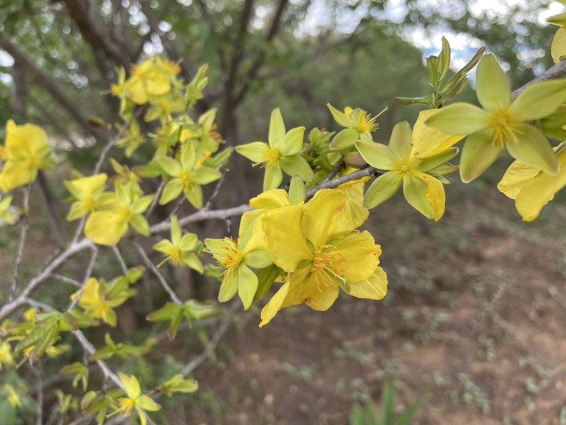 Ochna cinnabarina