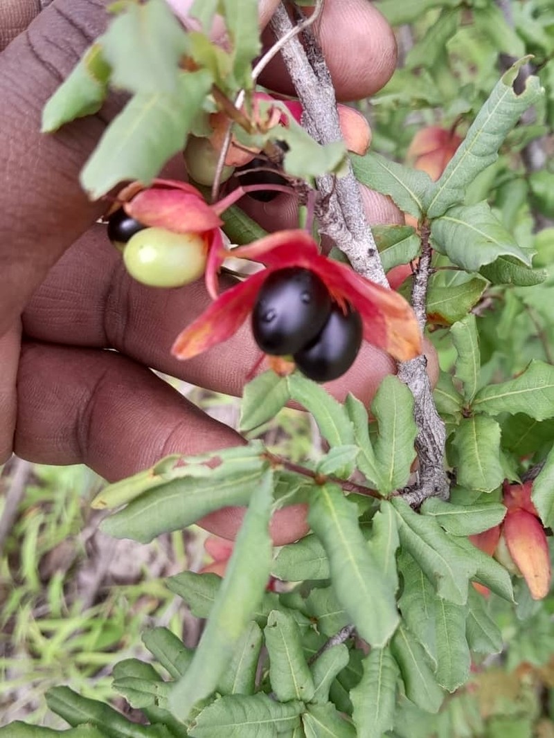 Ochna cinnabarina photo 2