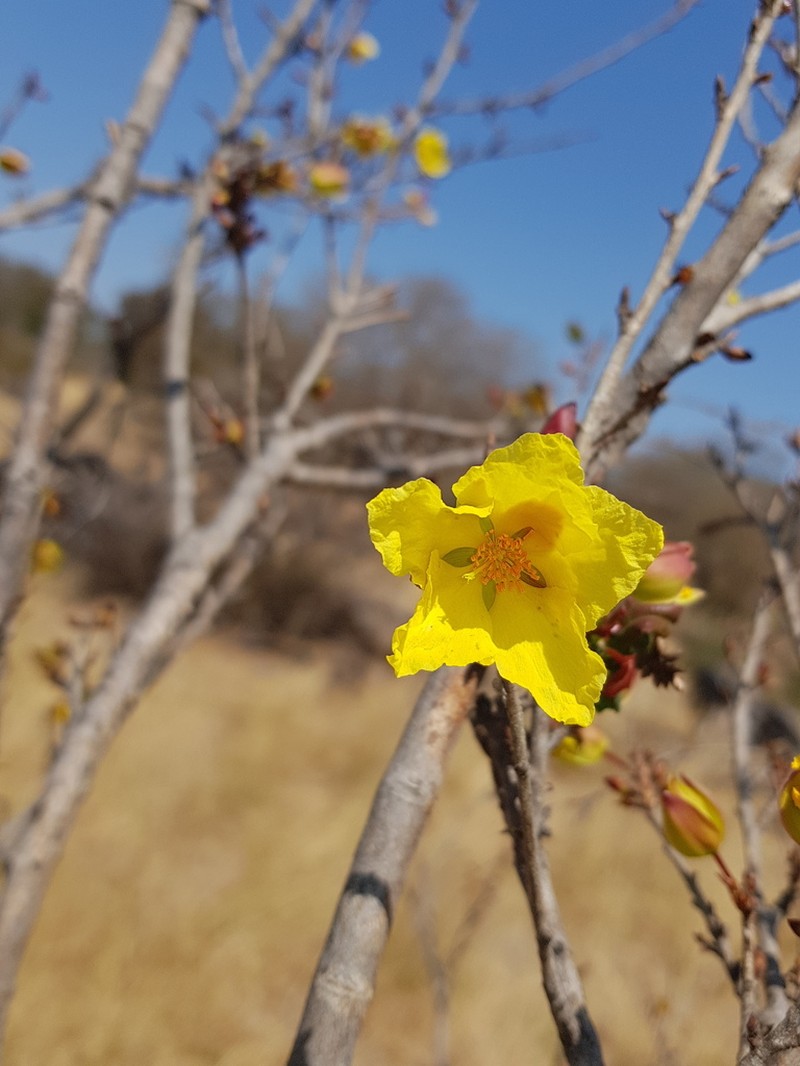 Ochna cinnabarina photo 3