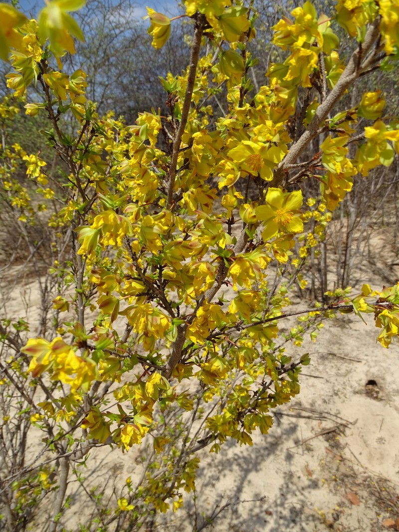 Ochna cinnabarina photo 4