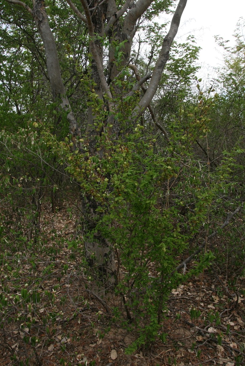 Ochna cinnabarina photo 5