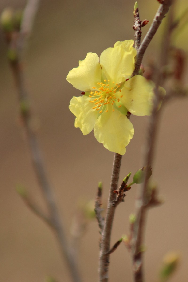 Ochna cinnabarina photo 6