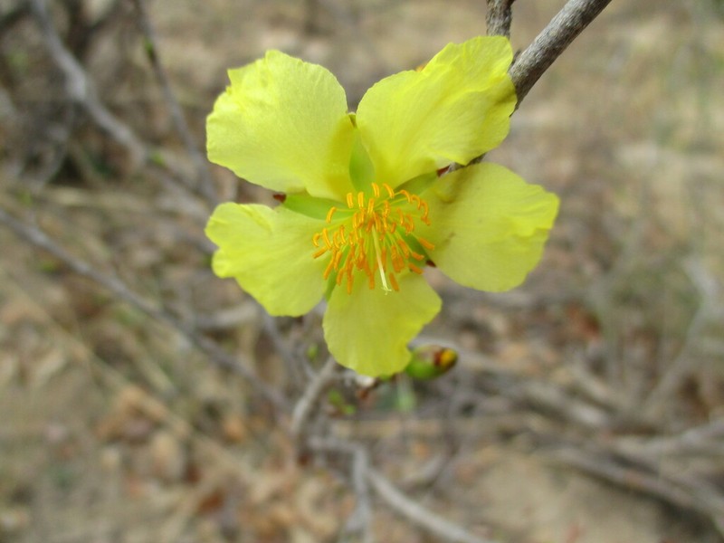 Ochna cinnabarina photo 7