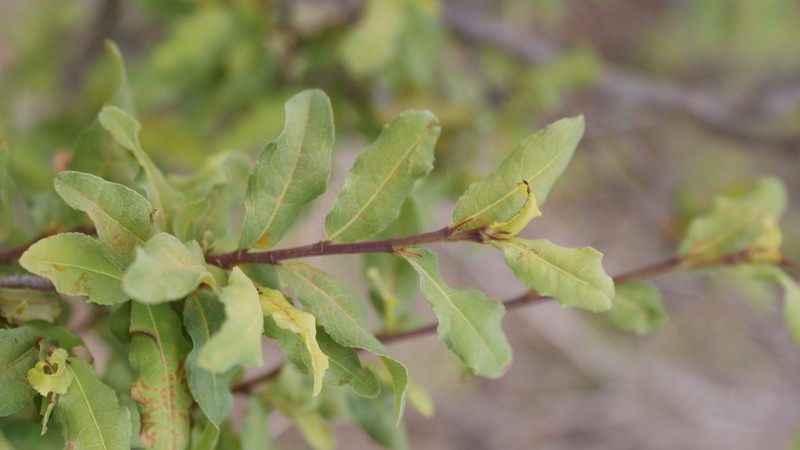 Ochna cinnabarina photo 8