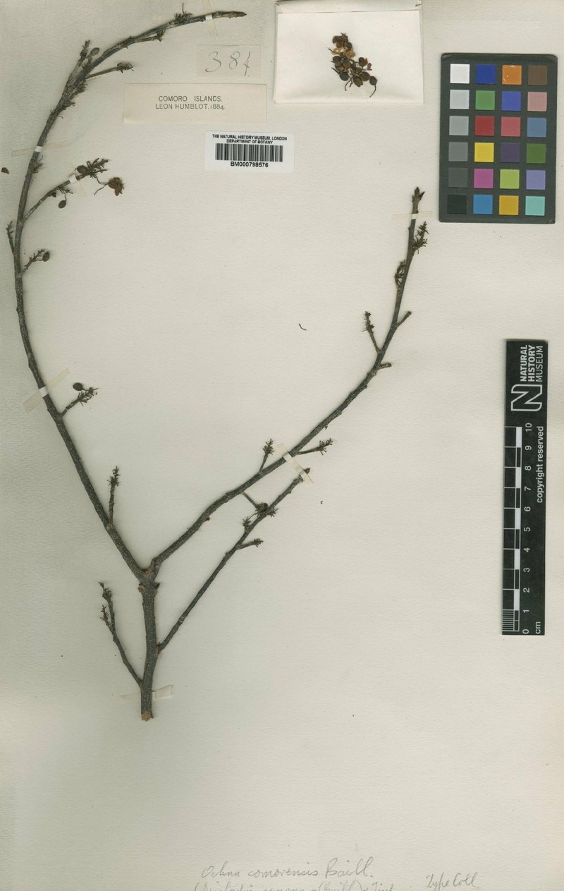 Ochna comorensis