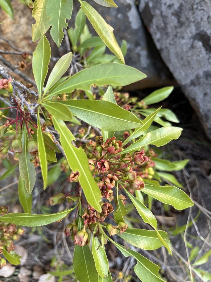 Ochna confusa photo 2