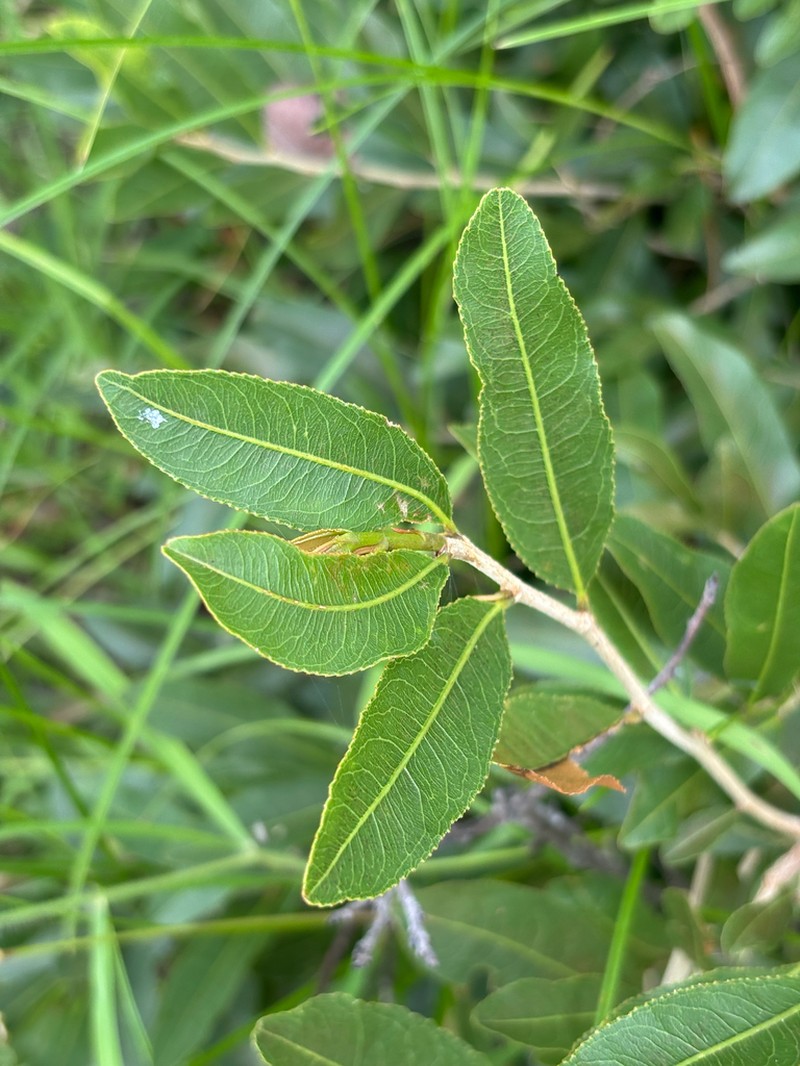 Ochna confusa photo 3
