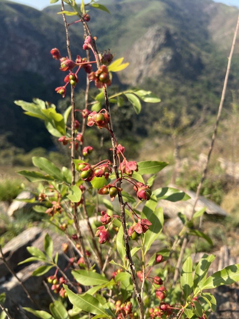 Ochna confusa photo 4