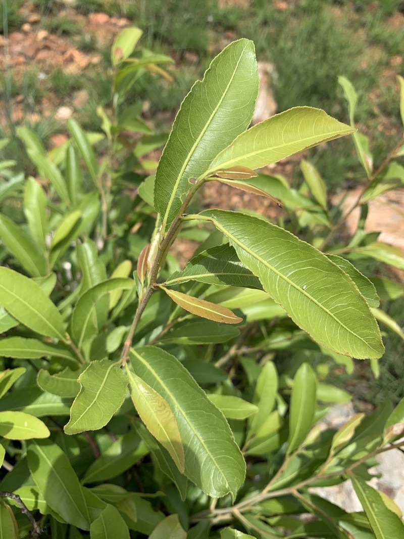 Ochna confusa photo 5