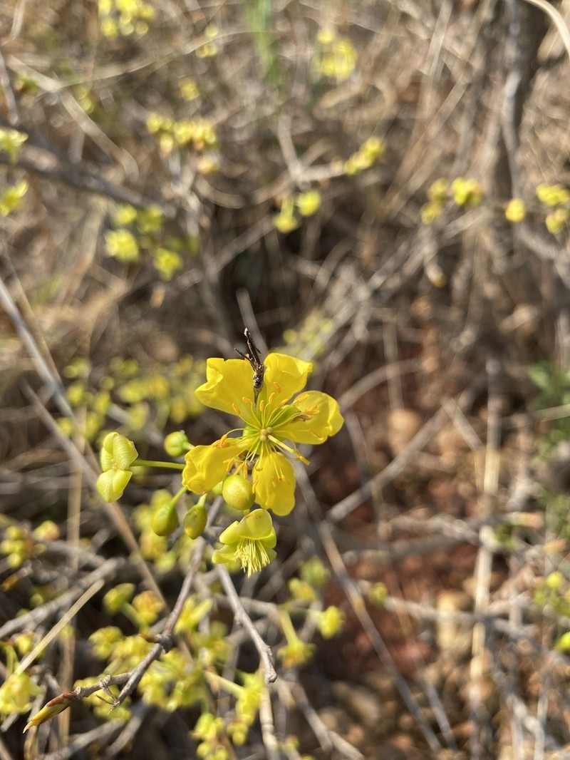 Ochna confusa photo 6