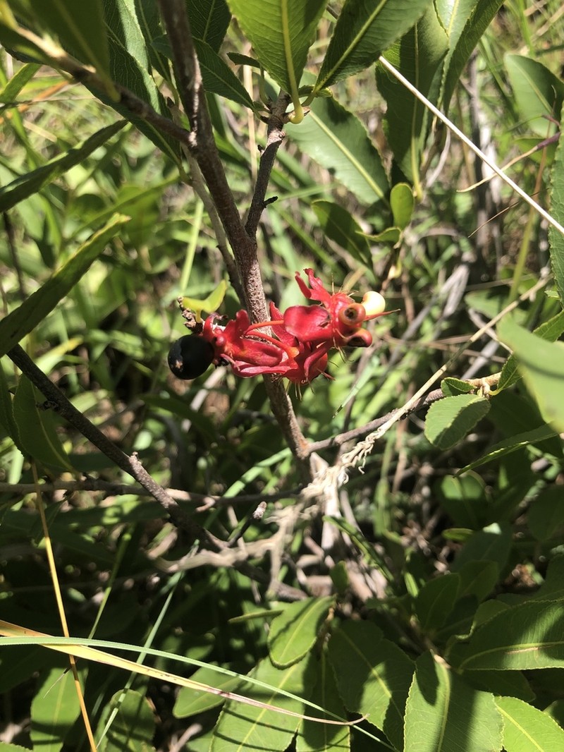Ochna confusa photo 7