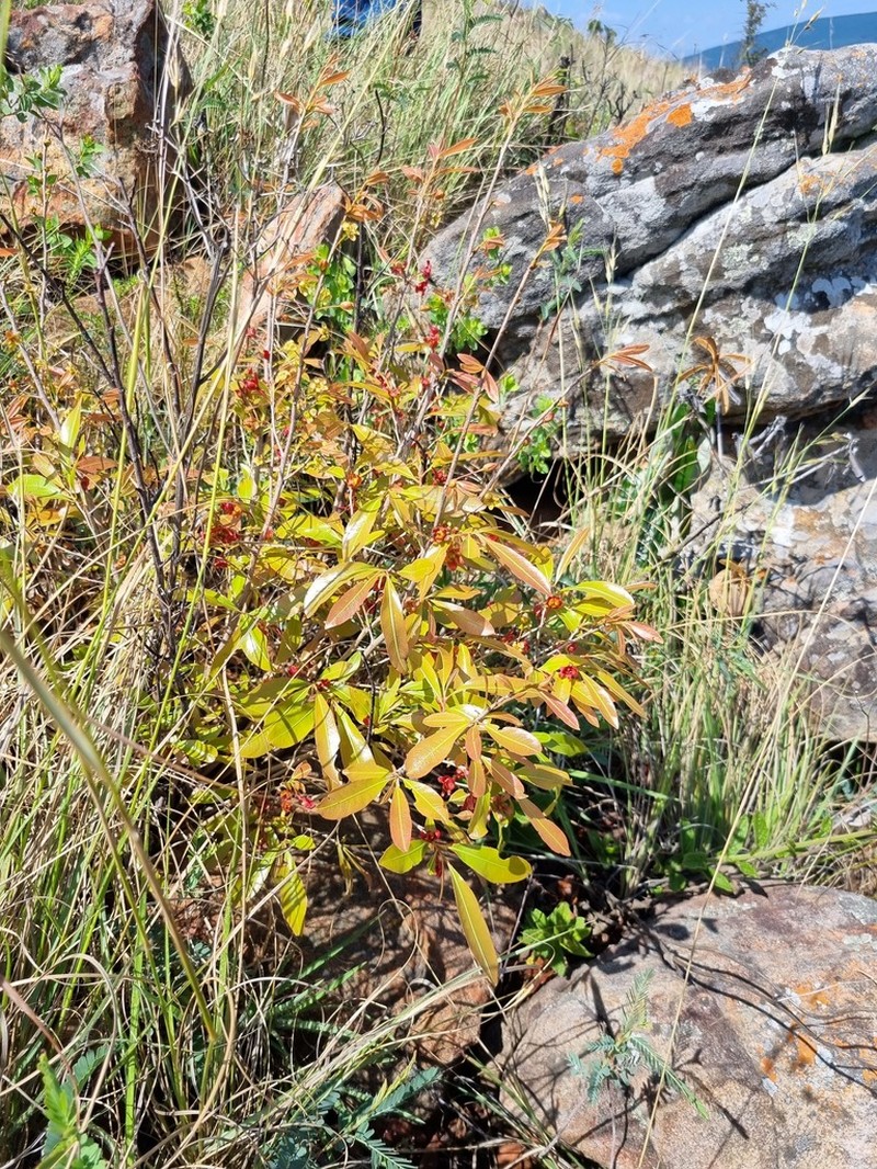 Ochna confusa photo 8