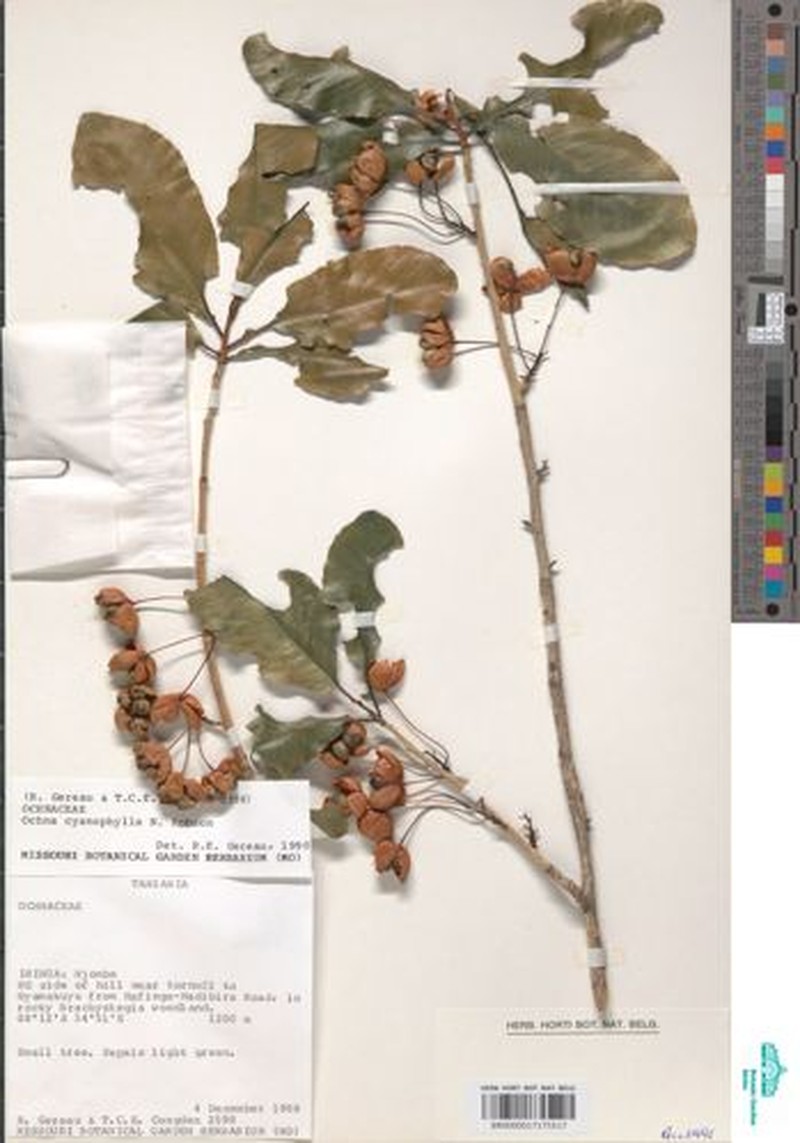 Ochna cyanophylla