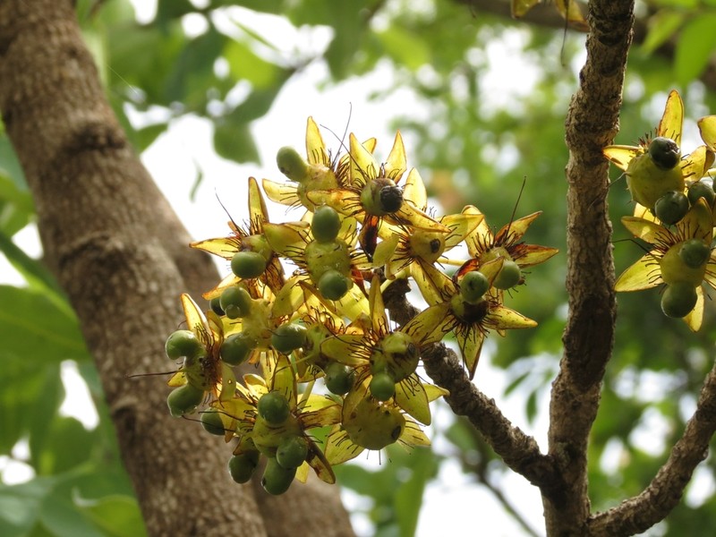 Ochna gamblei