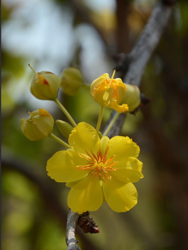 Ochna gamblei photo 2