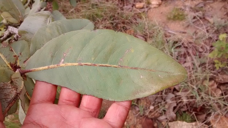 Ochna gamblei photo 3