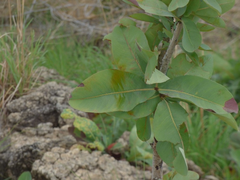 Ochna gamblei photo 4