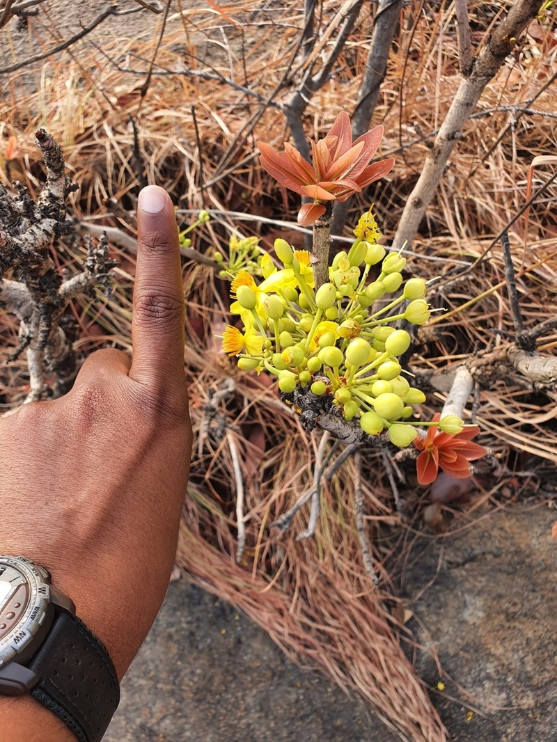 Ochna gamblei photo 5
