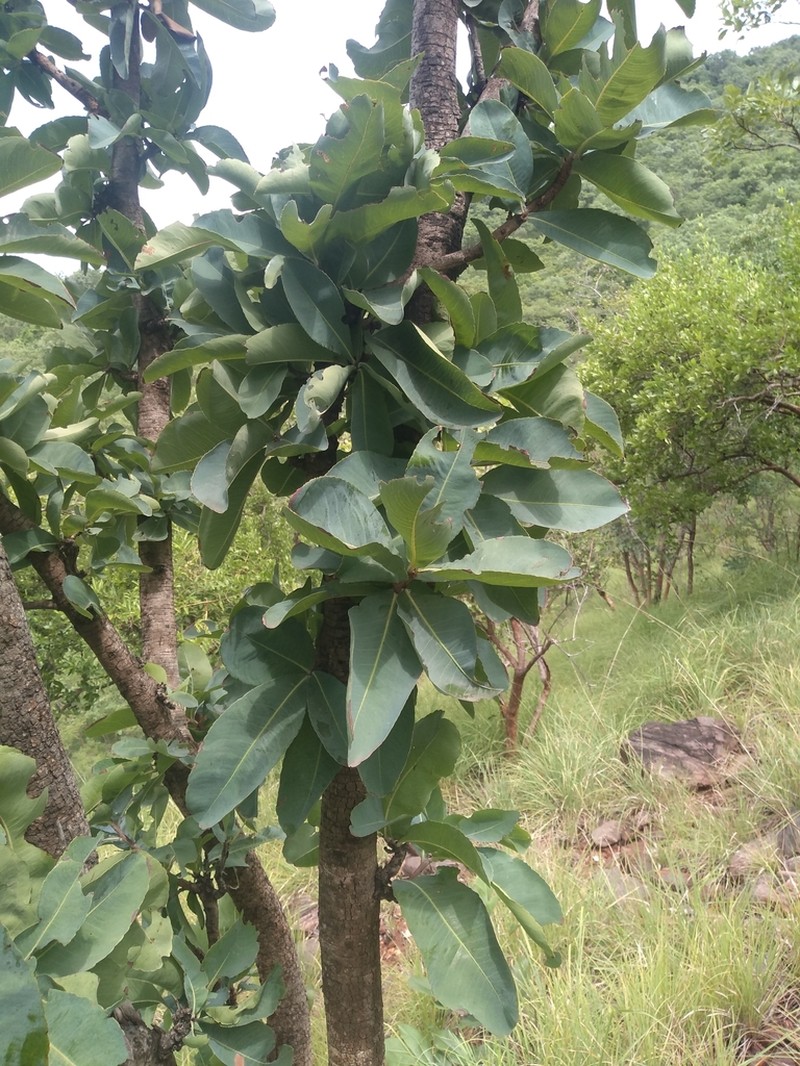 Ochna gamblei photo 6
