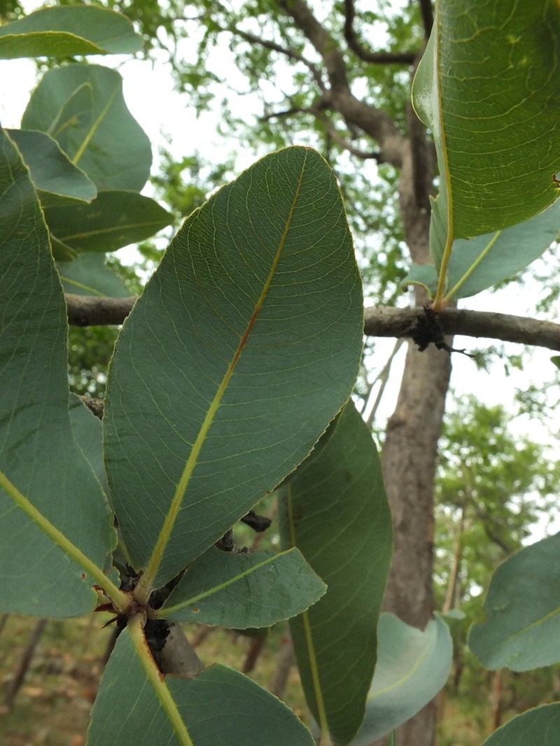 Ochna gamblei photo 7