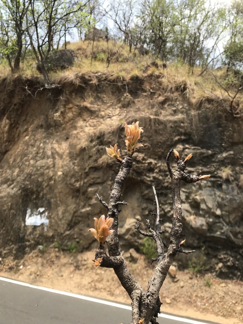 Ochna gamblei photo 8