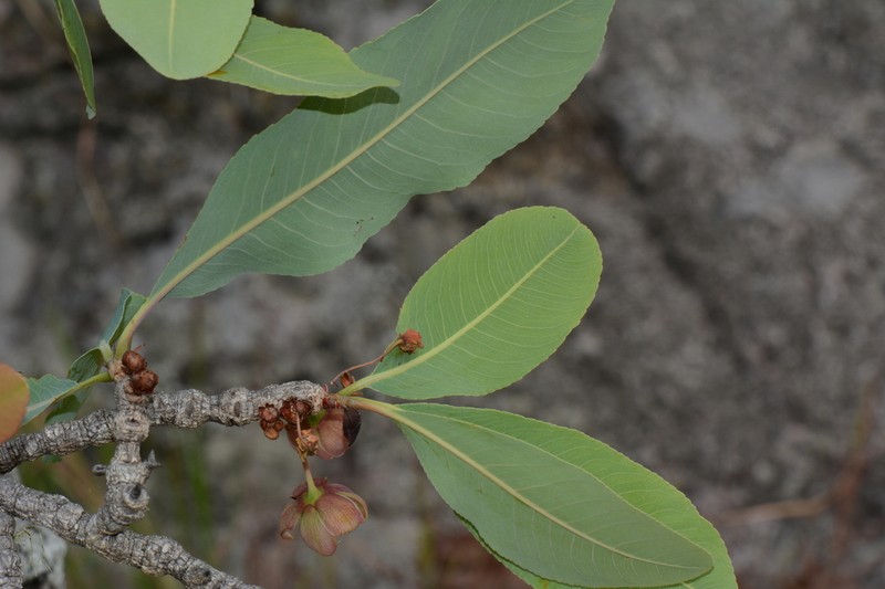 Ochna gambleoides