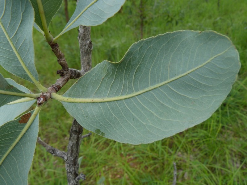 Ochna gambleoides photo 2