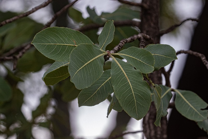 Ochna gambleoides photo 3