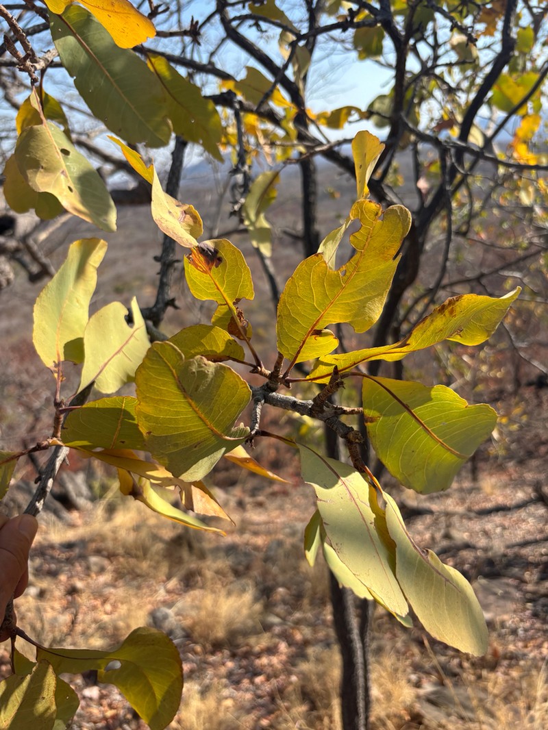 Ochna gambleoides photo 5