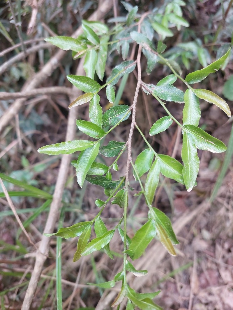 Ochna gamostigmata