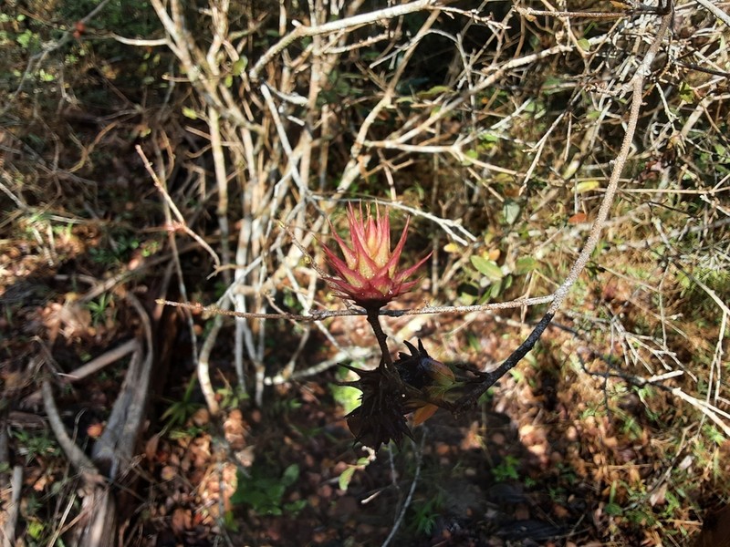 Ochna gamostigmata photo 2