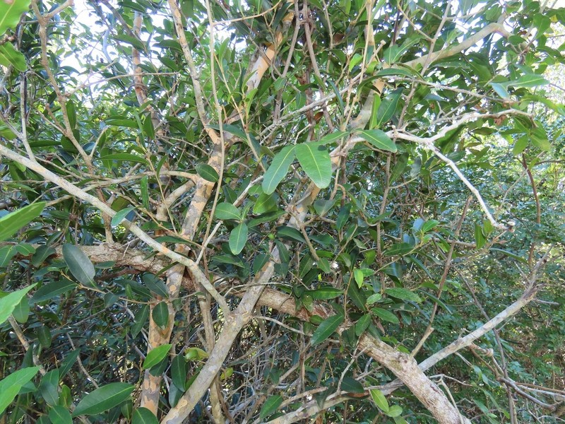 Ochna gamostigmata photo 3