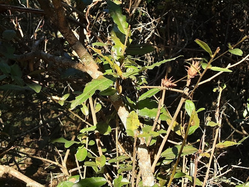 Ochna gamostigmata photo 4