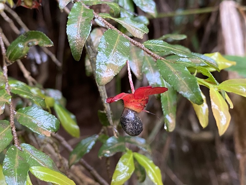 Ochna gamostigmata photo 5