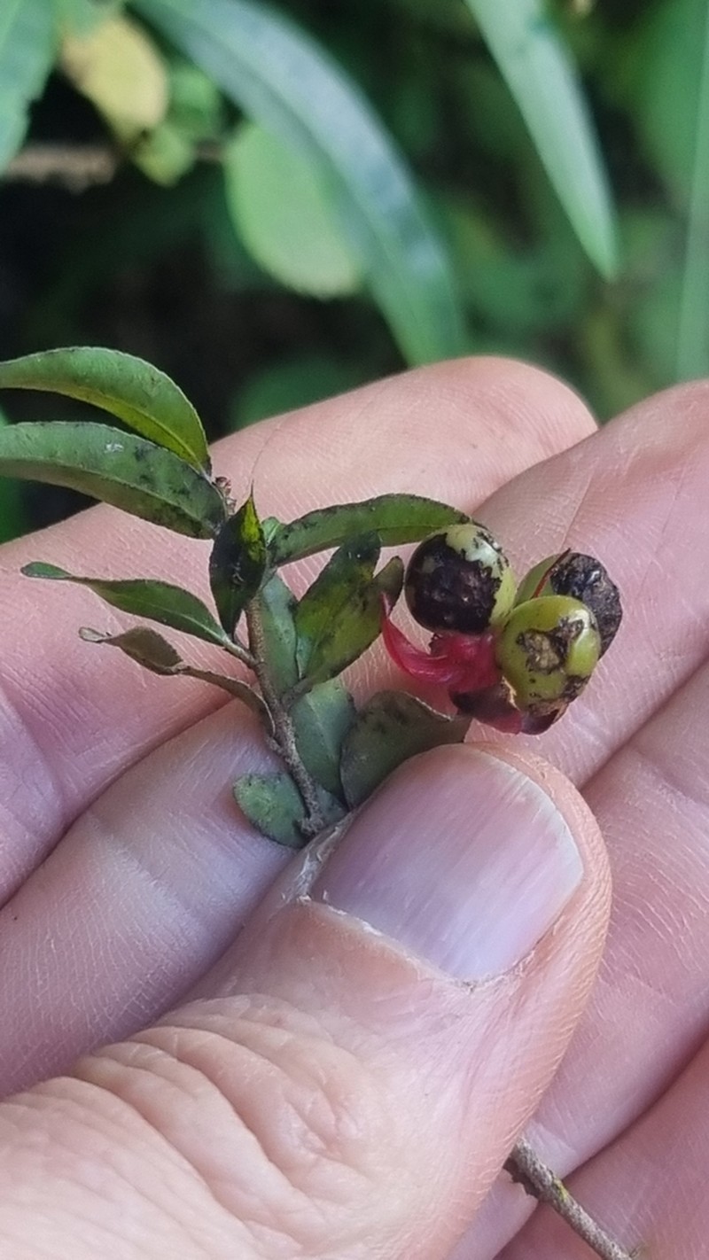 Ochna gamostigmata photo 6