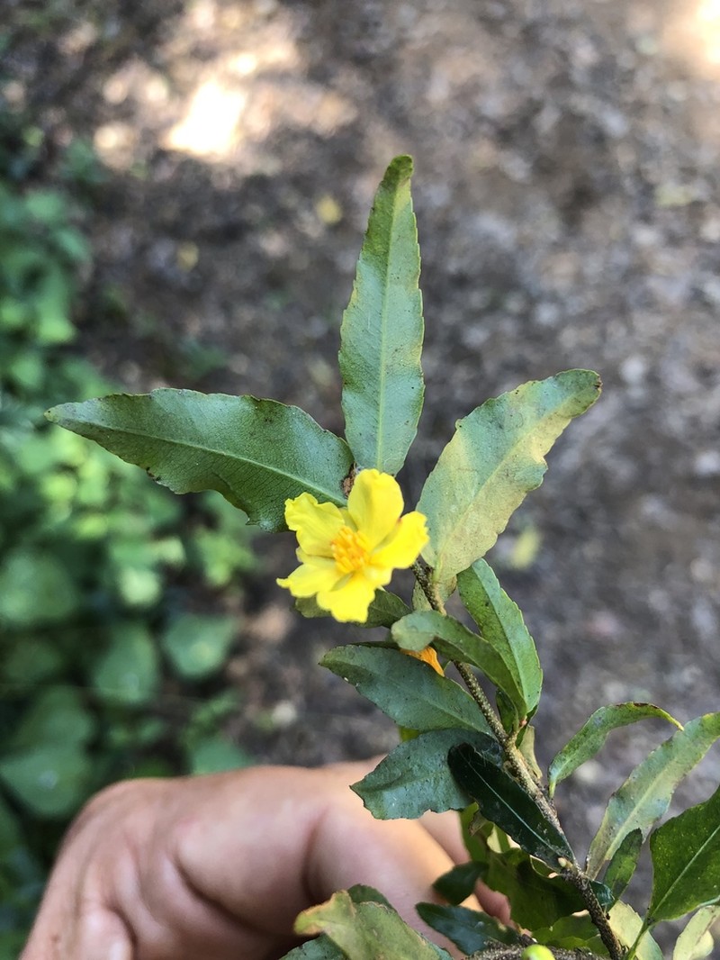 Ochna gamostigmata photo 7