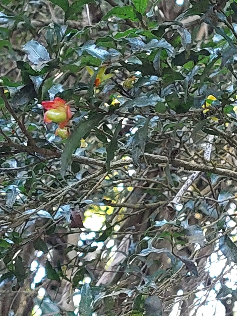Ochna gamostigmata photo 8