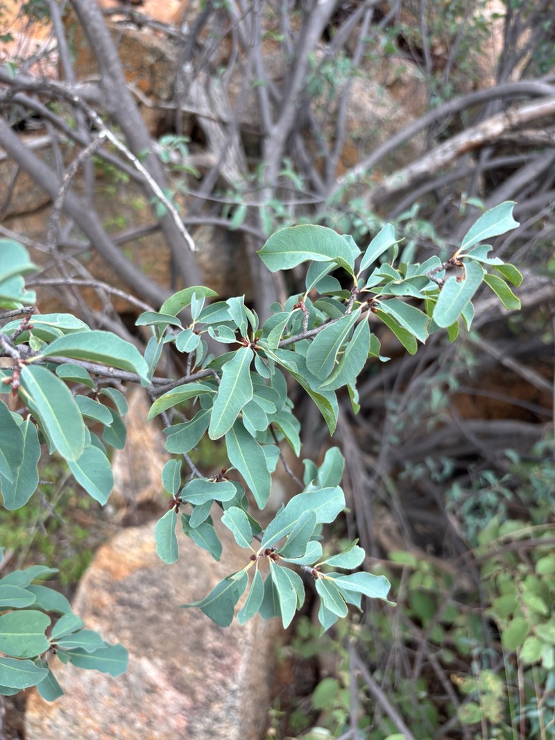Ochna glauca
