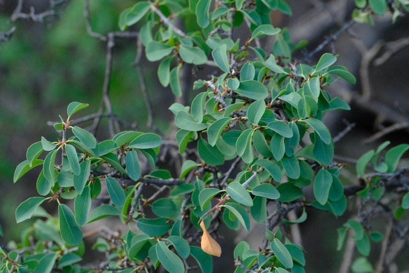 Ochna glauca photo 2