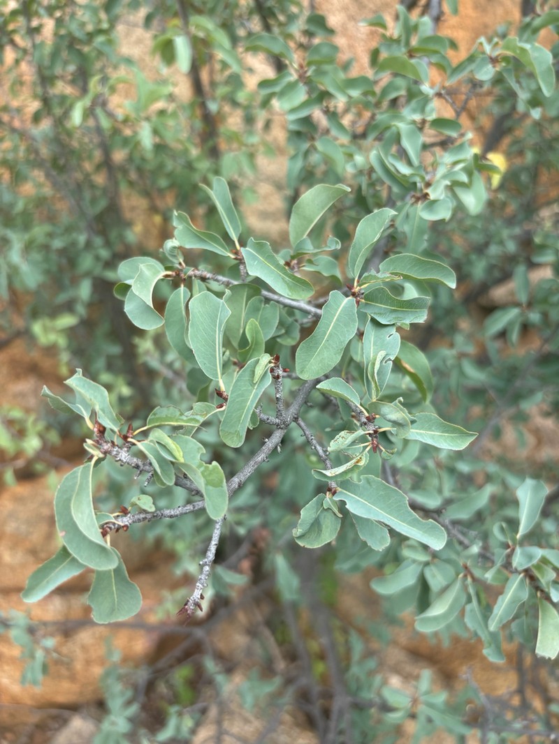 Ochna glauca photo 3