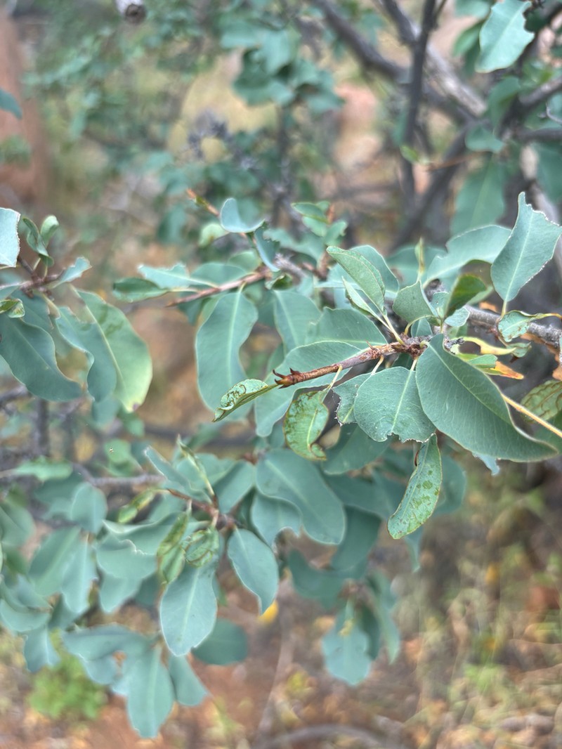 Ochna glauca photo 4