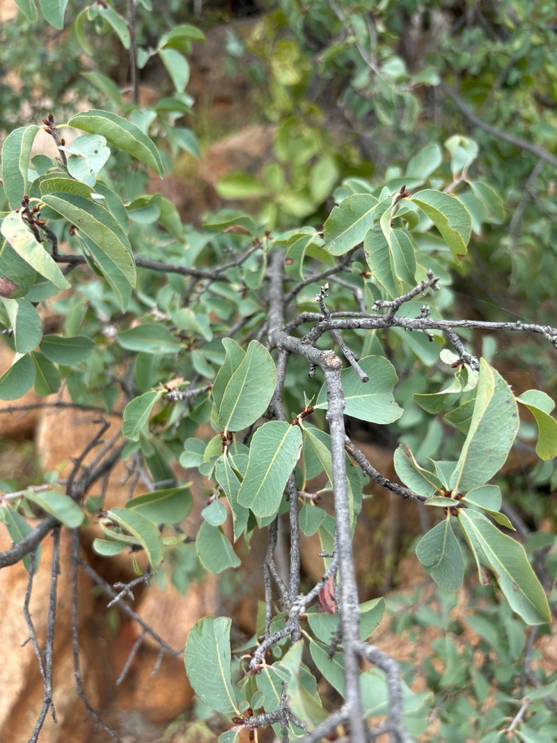 Ochna glauca photo 5