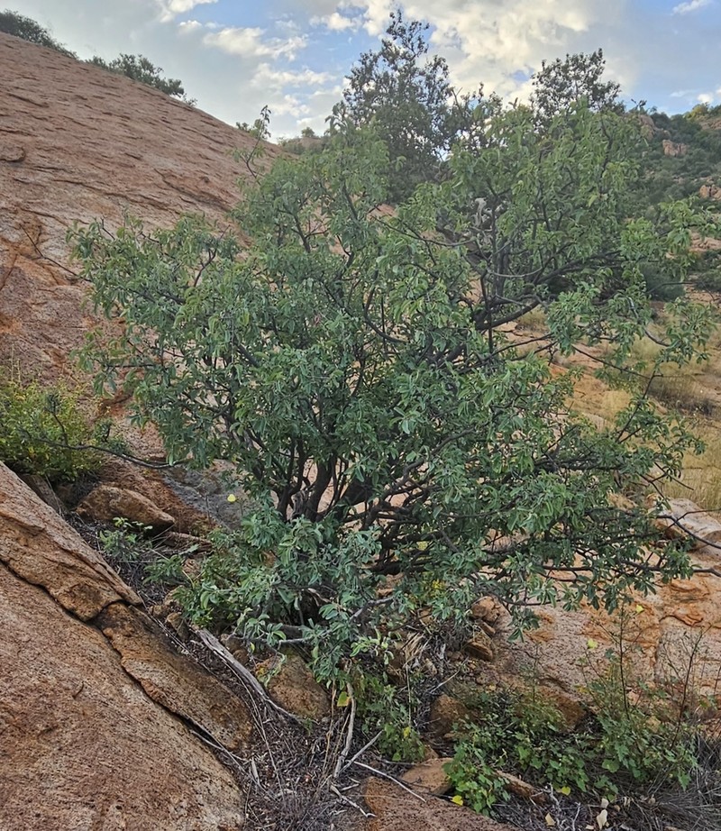 Ochna glauca photo 6