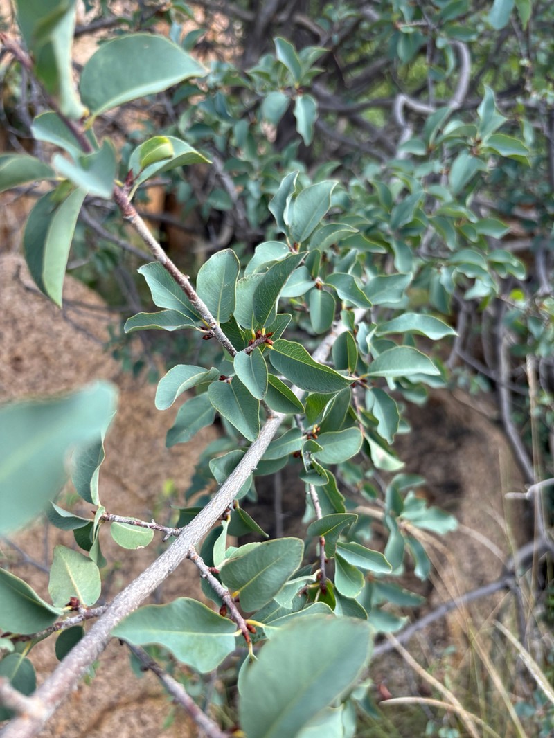 Ochna glauca photo 7
