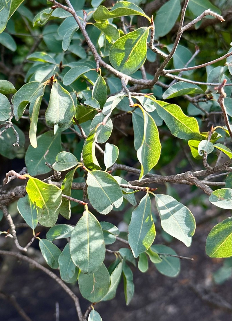 Ochna glauca photo 8