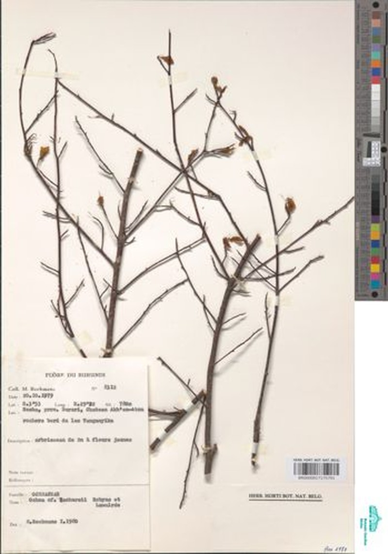 Ochna hackarsii