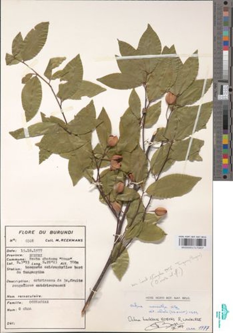 Ochna hackarsii photo 2
