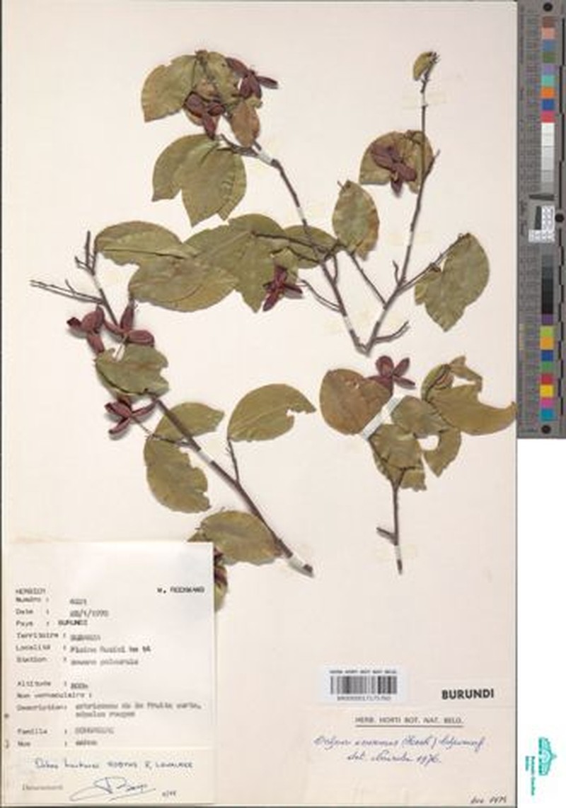 Ochna hackarsii photo 3
