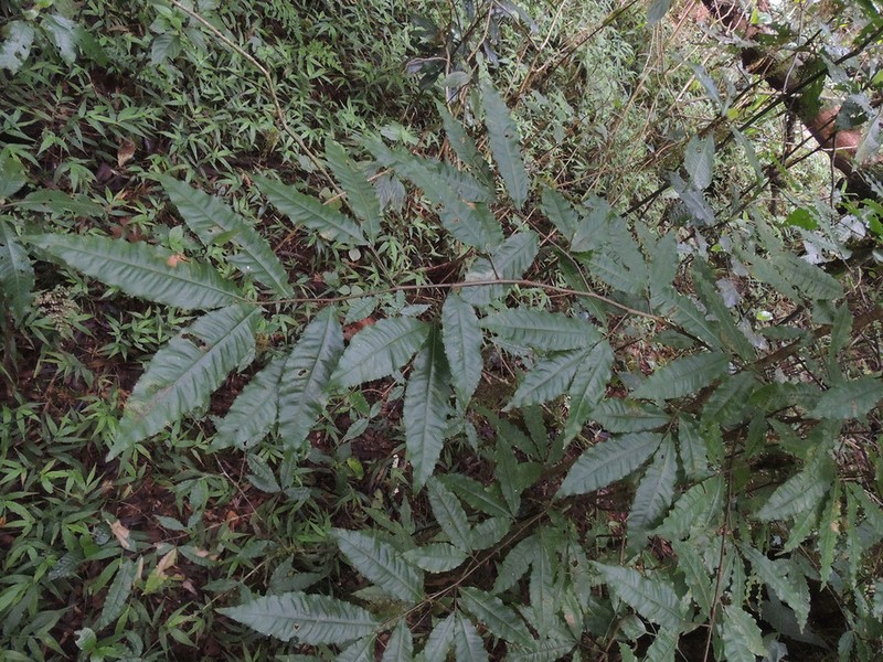 Ochna holstii photo 2