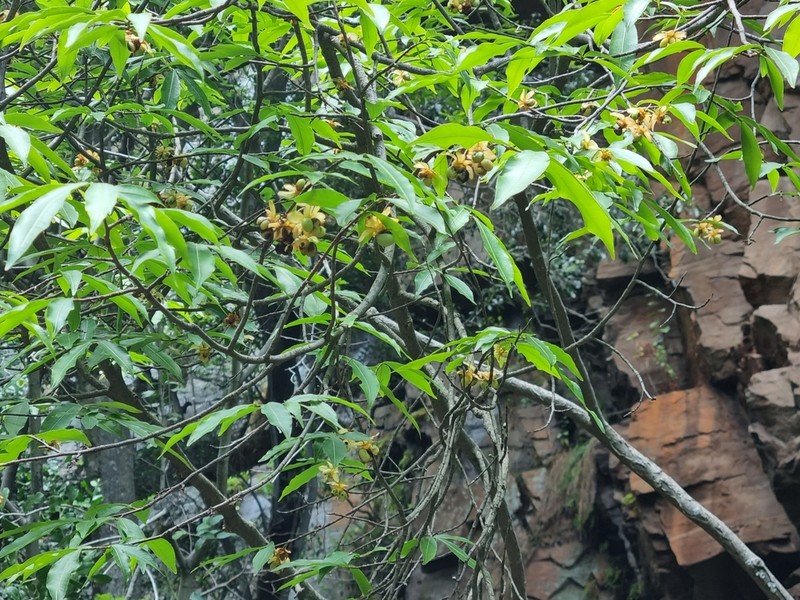 Ochna holstii photo 3